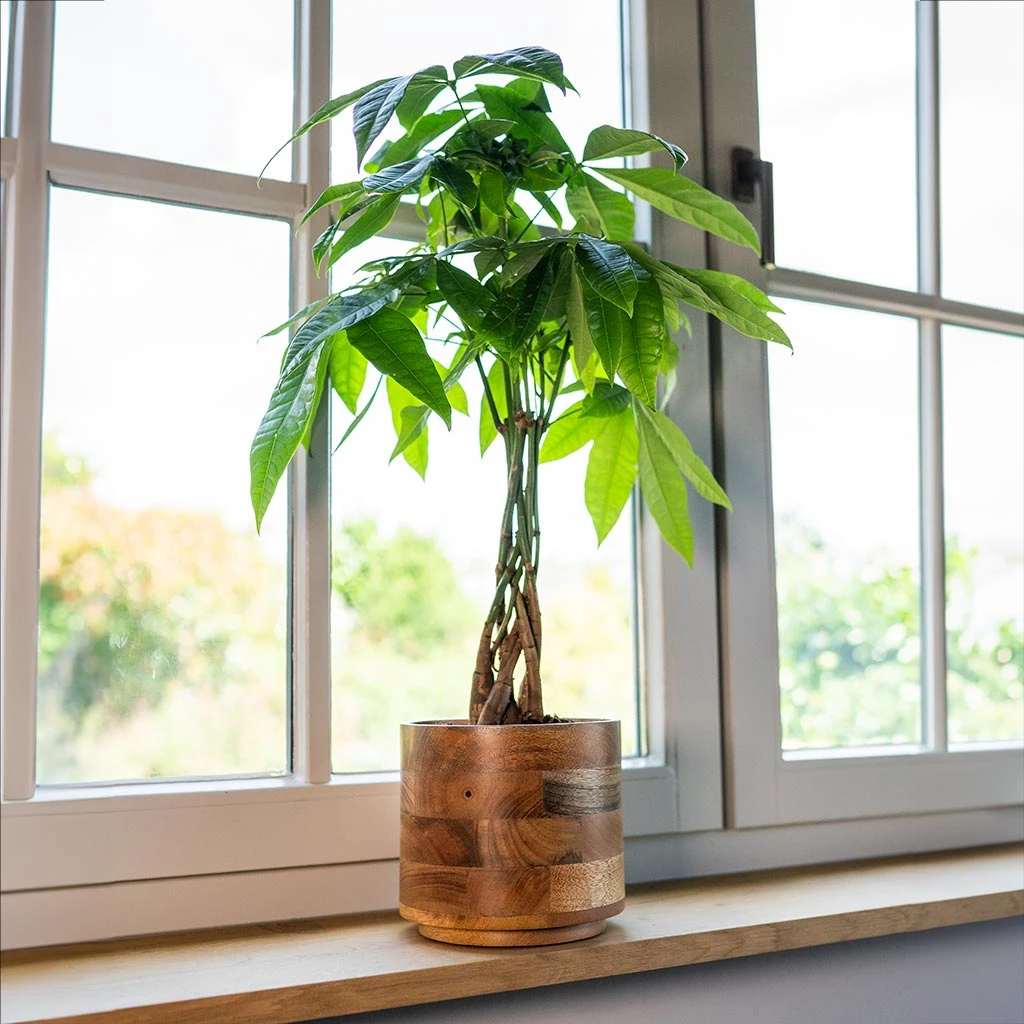 Helle Plant Pot - Natural 4 Helle Plant Pot - Natural - Image 2