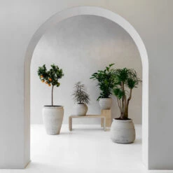 Artemis Mediterranean Planter - Chalk White 9 Artemis Mediterranean Planter - Chalk White -Plant Promotion Store Hestia Athena Artemis lifestyle