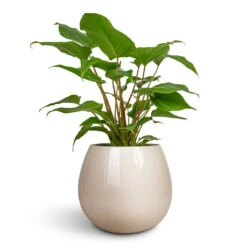 Nova Plant Pot - Cream 11 Nova Plant Pot - Cream -Plant Promotion Store Homalomena rubescens Maggy Shield Plant 13x40cm Nova Plant Pot Cream 23x18cm ee695a98 87d2 466d b95f d33d9d92e55d
