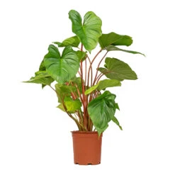 Homalomena Rubescens Maggy - Shield Plant 18 Homalomena Rubescens Maggy - Shield Plant -Plant Promotion Store Homalomena rubescens Maggy Shield Plant 19x70cm