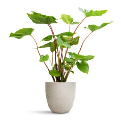 Homalomena Rubescens Maggy - Shield Plant 21 Homalomena Rubescens Maggy - Shield Plant -Plant Promotion Store Homalomena rubescens Maggy Shield Plant 19x70cm Mini Jesslyn Plant Pot Grey Washed 25x21cm
