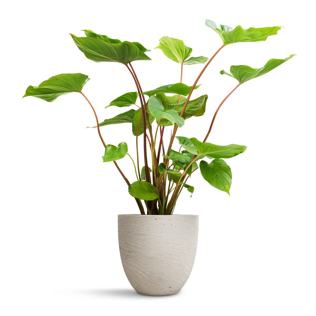 Homalomena Rubescens Maggy - Shield Plant 10 Homalomena Rubescens Maggy - Shield Plant - Image 8