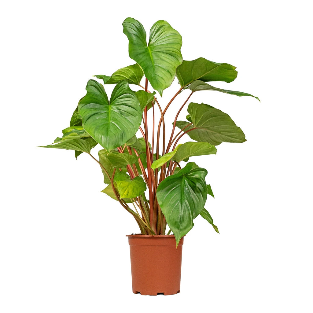 Homalomena Rubescens Maggy - Shield Plant 7 Homalomena Rubescens Maggy - Shield Plant - Image 5