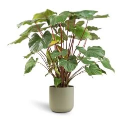 Homalomena Rubescens Maggy - Shield Plant 20 Homalomena Rubescens Maggy - Shield Plant -Plant Promotion Store Homalomena rubescens Maggy Shield Plant 24x70cm Lisbon Plant Pot Sage 26x26cm