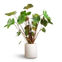 Homalomena Rubescens Maggy - Shield Plant 22 Homalomena Rubescens Maggy - Shield Plant -Plant Promotion Store Homalomena rubescens Maggy Shield Plant 24x70cm Max Refined Planter Natural White 1