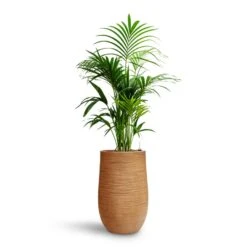 Dune Partner Planter - Almond 26 Dune Partner Planter - Almond -Plant Promotion Store Howea Kentia Palm HydroCare Dune Partner Planter Almond 2edd4ed3 f7e3 4a5c a335 09902baf241d