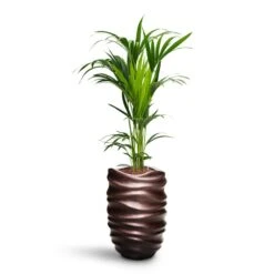 Howea - Kentia Palm - HydroCare 30 Howea - Kentia Palm - HydroCare -Plant Promotion Store Howea Kentia Palm HydroCare Gradient Lee Partner Planter Matt Coffee