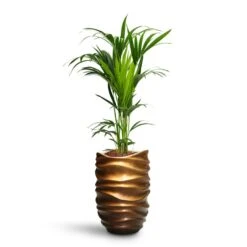 Howea - Kentia Palm - HydroCare 35 Howea - Kentia Palm - HydroCare -Plant Promotion Store Howea Kentia Palm HydroCare Gradient Lee Partner Planter Matt Honey