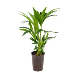 Howea - Kentia Palm - HydroCare 41 Howea - Kentia Palm - HydroCare -Plant Promotion Store Howea Kentia Palm Hydroculture 15 19x60cm