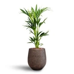 Howea - Kentia Palm - HydroCare 25 Howea - Kentia Palm - HydroCare -Plant Promotion Store Howea Kentia Palm Hydroculture 18 19 x 100cm Opus Hit Darcy Planter Gold 38 x 42cm