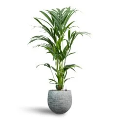 Howea - Kentia Palm - HydroCare 31 Howea - Kentia Palm - HydroCare -Plant Promotion Store Howea Kentia Palm Hydroculture 19 17 x 90cm Ryan Plant Pot White Black 26 x 26cm
