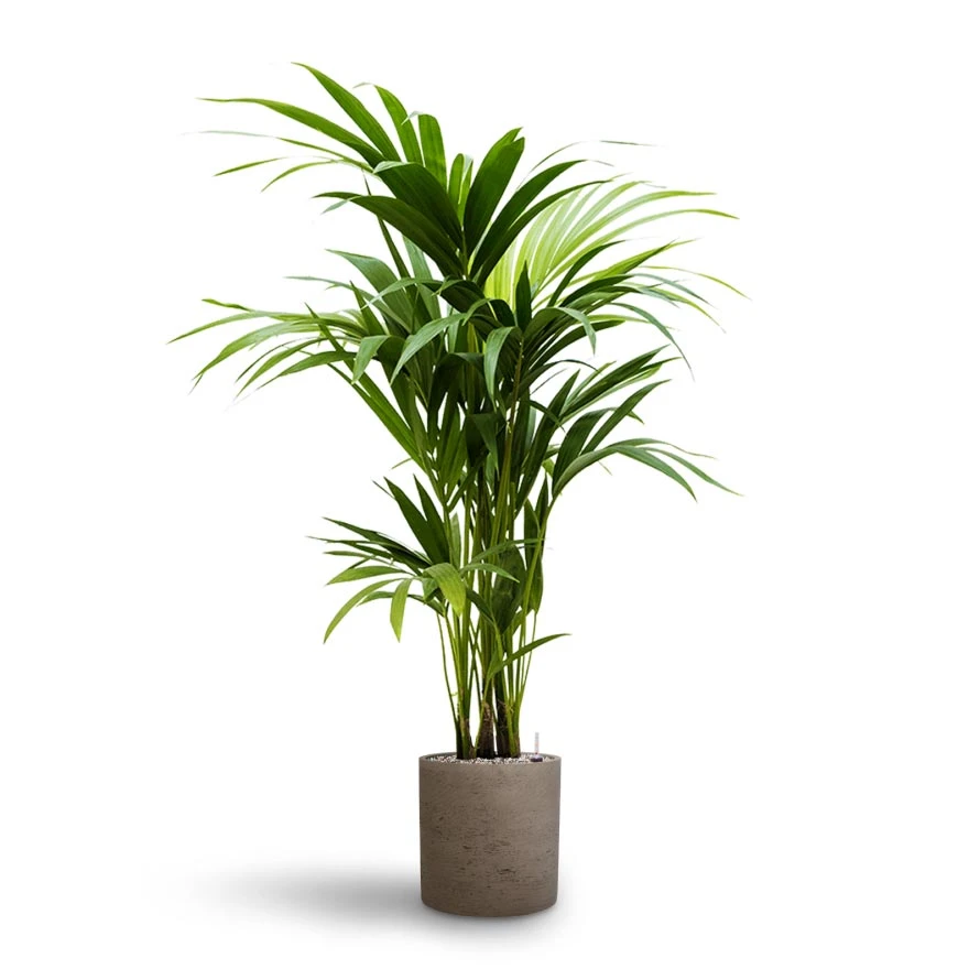 Howea - Kentia Palm - HydroCare 20 Howea - Kentia Palm - HydroCare - Image 18