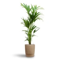 Howea - Kentia Palm - HydroCare 40 Howea - Kentia Palm - HydroCare -Plant Promotion Store Howea Kentia Palm Hydroculture 24 22 x 140cm Chao Plant Pot Concrete 32 x 42.5cm