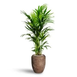 Howea - Kentia Palm - HydroCare 27 Howea - Kentia Palm - HydroCare -Plant Promotion Store Howea Kentia Palm Hydroculture 27 26 x 150cm Polystone Coated Plain Coppa Planter Rock 45 x 55cm