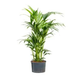 Howea - Kentia Palm - HydroCare 36 Howea - Kentia Palm - HydroCare -Plant Promotion Store Howea Kentia Palm Hydroculture 28 19x100cm
