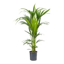 Howea - Kentia Palm - HydroCare 33 Howea - Kentia Palm - HydroCare -Plant Promotion Store Howea Kentia Palm Hydroculture Indoor Plant 120cm