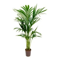 Howea - Kentia Palm - HydroCare 34 Howea - Kentia Palm - HydroCare -Plant Promotion Store Howea Kentia Palm Hydroculture Indoor Plant 140cm