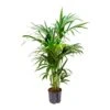 Howea - Kentia Palm - HydroCare -Plant Promotion Store Howea Kentia Palm Hydroculture Indoor Plant 140cm Large