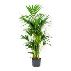 Howea - Kentia Palm - HydroCare 26 Howea - Kentia Palm - HydroCare -Plant Promotion Store Howea Kentia Palm Indoor Plant Hydroculture 25 19 150cm