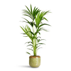 Mabel Plant Pot - Sage 11 Mabel Plant Pot - Sage -Plant Promotion Store Howea forsteriana Kentia 19x110cm Mabel Pot Sage 23x20cm
