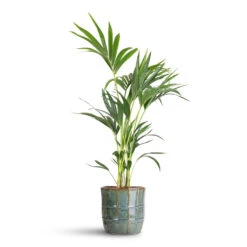 Howea Forsteriana - Kentia Palm -Plant Promotion Store Howea forsteriana Kentia 19x90cm Noemi Pot Sea Green 25x23cm