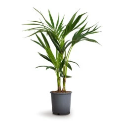 Howea Forsteriana - Kentia Palm -Plant Promotion Store Howea forsteriana Kentia Palm 17x70cm