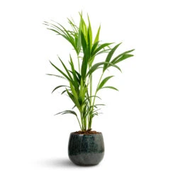 Howea Forsteriana - Kentia Palm -Plant Promotion Store Howea forsteriana Kentia Palm 19x90cm Odile Plant Pot Petrol 24x19cm