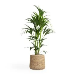 Howea Forsteriana - Kentia Palm -Plant Promotion Store Howea forsteriana Kentia Palm 24x130cm Patt Plant Pot Straw Grass 35x30cm