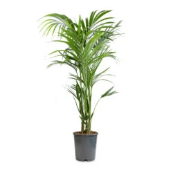 Howea Forsteriana - Kentia Palm -Plant Promotion Store Howea forsteriana Kentia Palm 24x140cm
