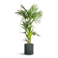 Max Refined Planter - Pine Green 20 Max Refined Planter - Pine Green -Plant Promotion Store Howea forsteriana Kentia Palm 24x140cm Max Refined Planter Pine Green 29x29.5cm d219f516 3662 4542 8c23 bce42ddb7dd7