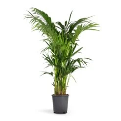 Howea Forsteriana - Kentia Palm -Plant Promotion Store Howea forsteriana Kentia Palm 27x150cm