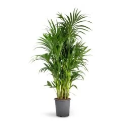 Howea Forsteriana - Kentia Palm -Plant Promotion Store Howea forsteriana Kentia Palm 27x150cm b308ec08 0cce 4f4f acf8 35138eebfc3a