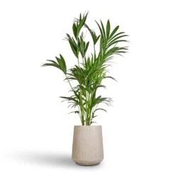 Howea Forsteriana - Kentia Palm -Plant Promotion Store Howea forsteriana Kentia Palm 27x170cm Raindrop Tube High Round Planter Stone 37x42cm 93e04eda 2fdf 41ee 9dfe 2ee2d548443f