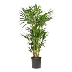 Howea Forsteriana - Kentia Palm -Plant Promotion Store Howea forsteriana Kentia Palm 32x160cm d53efb47 23d5 4288 945d 582abb708a4d