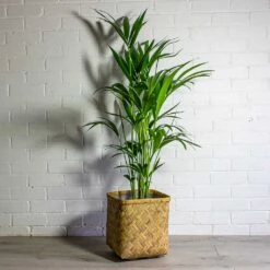 Howea Forsteriana - Kentia Palm -Plant Promotion Store Howea forsteriana Kentia Palm Kobe Bamboo Planter