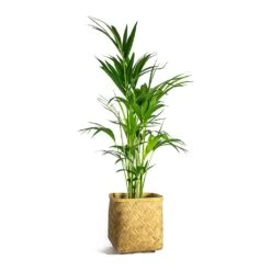 Kobe Bamboo Planter -Plant Promotion Store Howea forsteriana Kentia Palm Kobe Bamboo Planter plant pot d4b468b9 ff2a 4eae a3e3 c89bdebec049