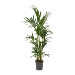 Howea Forsteriana - Kentia Palm -Plant Promotion Store Howea forsteriana Kentia Palm Large