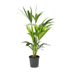 Howea Forsteriana - Kentia Palm -Plant Promotion Store Howea forsteriana Kentia Palm Small 2768f8c5 4110 4f0d 896a 8dedc2b66050