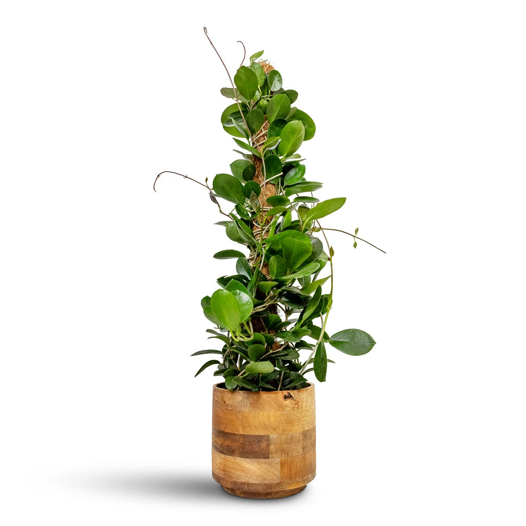 Helle Plant Pot - Natural 20 Helle Plant Pot - Natural - Image 18