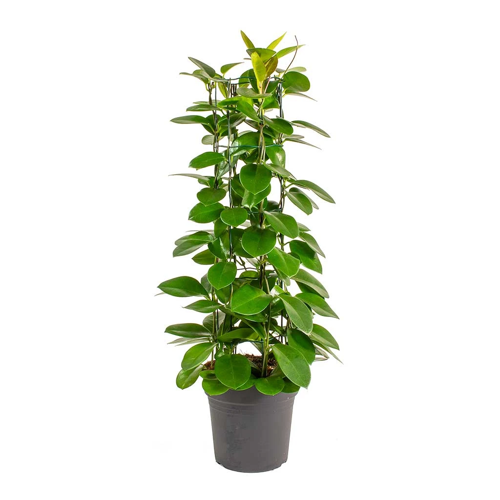 Hoya Australis - Common Wax Flower - Column 8 Hoya Australis - Common Wax Flower - Column - Image 6