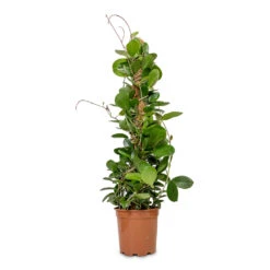 Hoya Australis - Common Wax Flower - Moss Pole 15 Hoya Australis - Common Wax Flower - Moss Pole -Plant Promotion Store Hoya australis Common Wax Flower Moss Pole 17x60cm