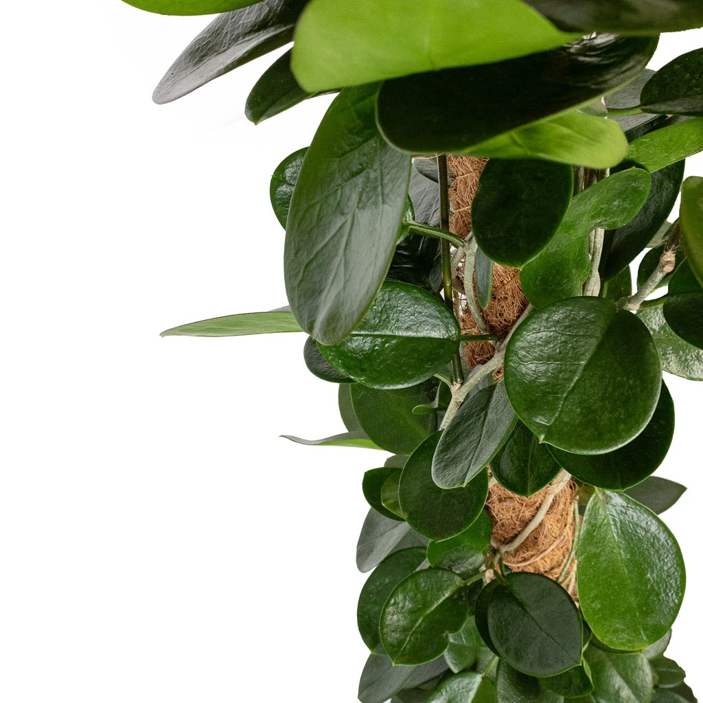 Hoya Australis - Common Wax Flower - Moss Pole 4 Hoya Australis - Common Wax Flower - Moss Pole - Image 2