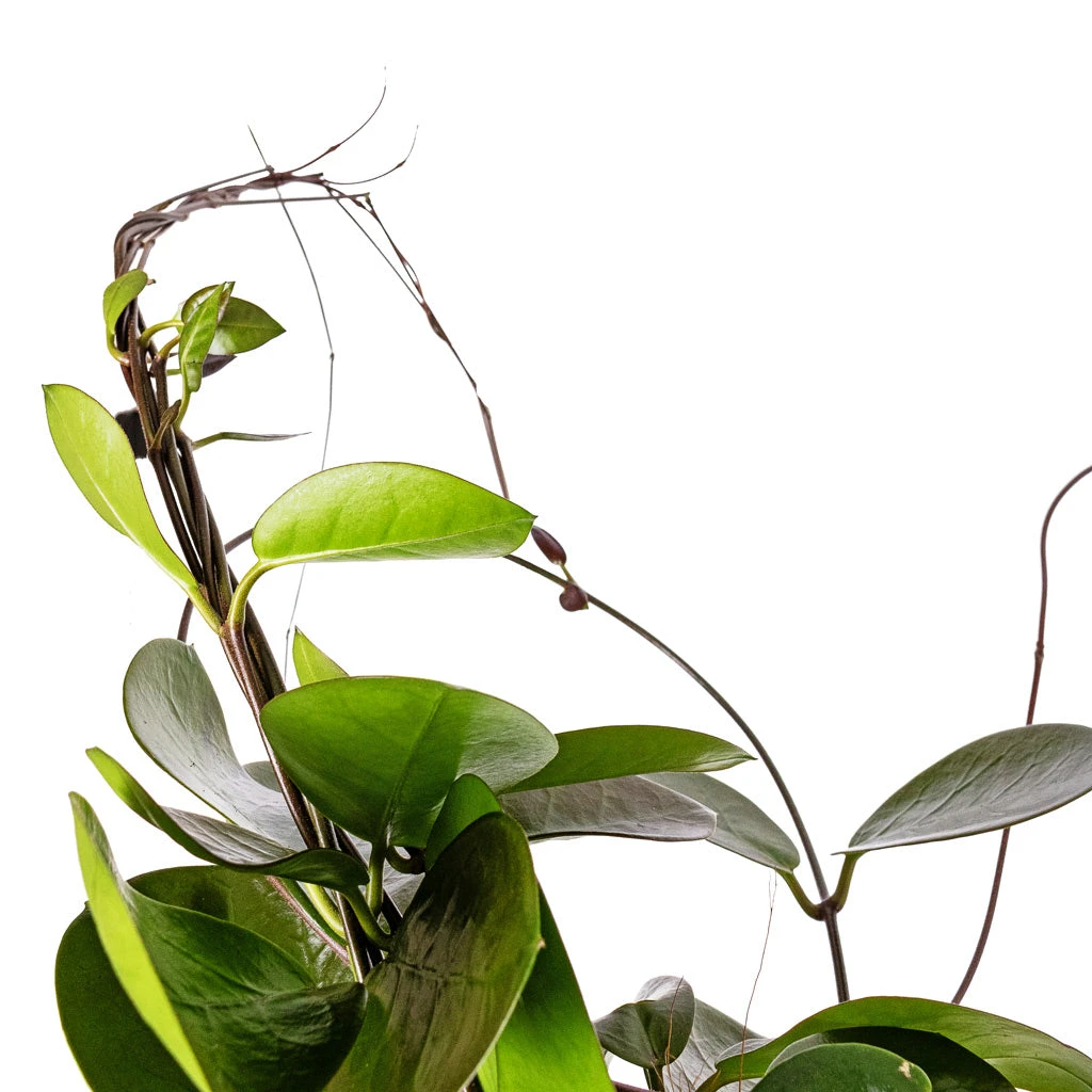 Hoya Australis - Common Wax Flower - Moss Pole 11 Hoya Australis - Common Wax Flower - Moss Pole - Image 9