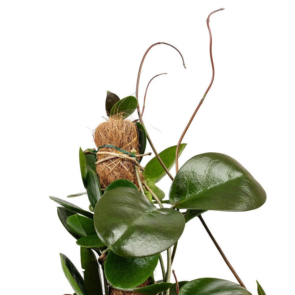 Hoya Australis - Common Wax Flower - Moss Pole 6 Hoya Australis - Common Wax Flower - Moss Pole - Image 4