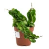 Hoya Carnosa Compacta - Rope Plant 2 Hoya Carnosa Compacta - Rope Plant -Plant Promotion Store Hoya carnosa Compacta Rope Plant 12cm