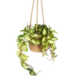 Hoya Carnosa Tricolor - Wax Plant 21 Hoya Carnosa Tricolor - Wax Plant -Plant Promotion Store Hoya carnosa Tricolor Wax Plant 12x20cm Igmar Hanging Plant Basket Natural 17x14cm