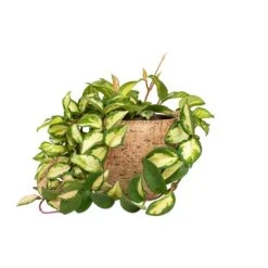 Hoya Carnosa Tricolor - Wax Plant 19 Hoya Carnosa Tricolor - Wax Plant -Plant Promotion Store Hoya carnosa Tricolor Wax Plant 12x20cm Karlijn Plant Pot Camel 18x16cm