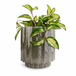 Lugano Scalloped Plant Pot - Green 15 Lugano Scalloped Plant Pot - Green -Plant Promotion Store Hoya carnosa Tricolor Wax Plant 12x20cm Lugano Scalloped Plant Pot Green 16x16cm 9244b768 5f12 4aa9 9ddf 82896bca8a89