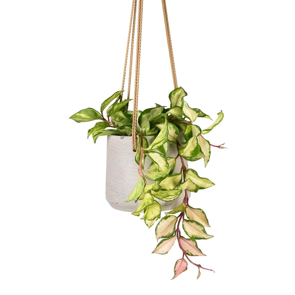 Patt Hanging Plant Pot - Grey Washed 12 Patt Hanging Plant Pot - Grey Washed - Image 10
