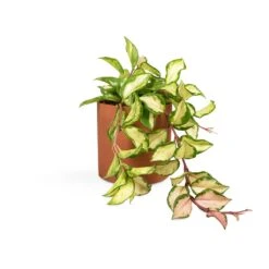 Puk Refined Planter - Canyon Orange -Plant Promotion Store Hoya carnosa Tricolor Wax Plant 12x20cm Puk Refined Planter Canyon Orange 15x15cm 03b68b8f f36b 4315 af6c 9c7784909c26